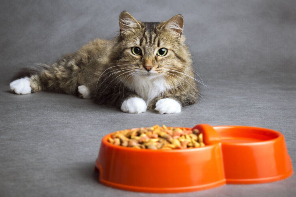 Alimentação adequada evita doenças em gatos (Imagem: fantom_rd | Shutterstock)