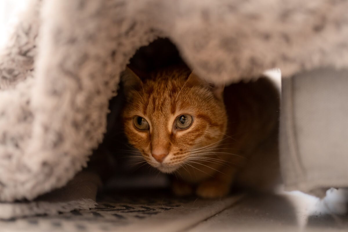 Os gatos se escondem frequentemente devido ao seu instinto de sobrevivência e desconfiança natural (Imagem: Magui RF | Shutterstock)