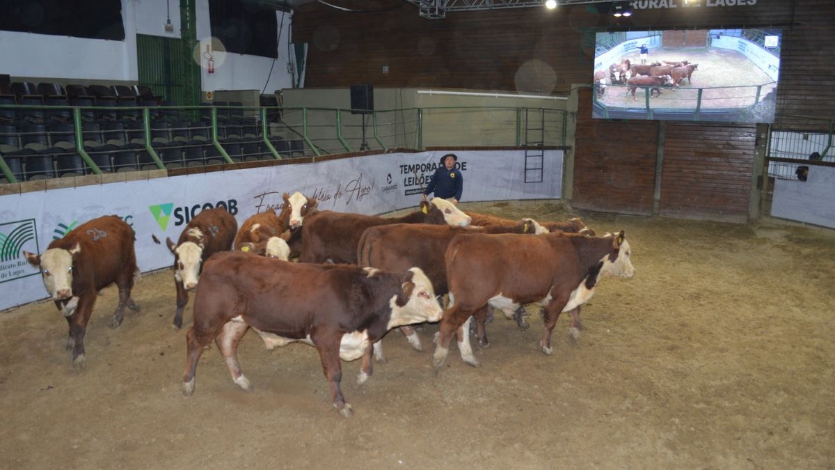 Evento promete movimentar o Parque Conta Dinheiro neste sábado em Lages 