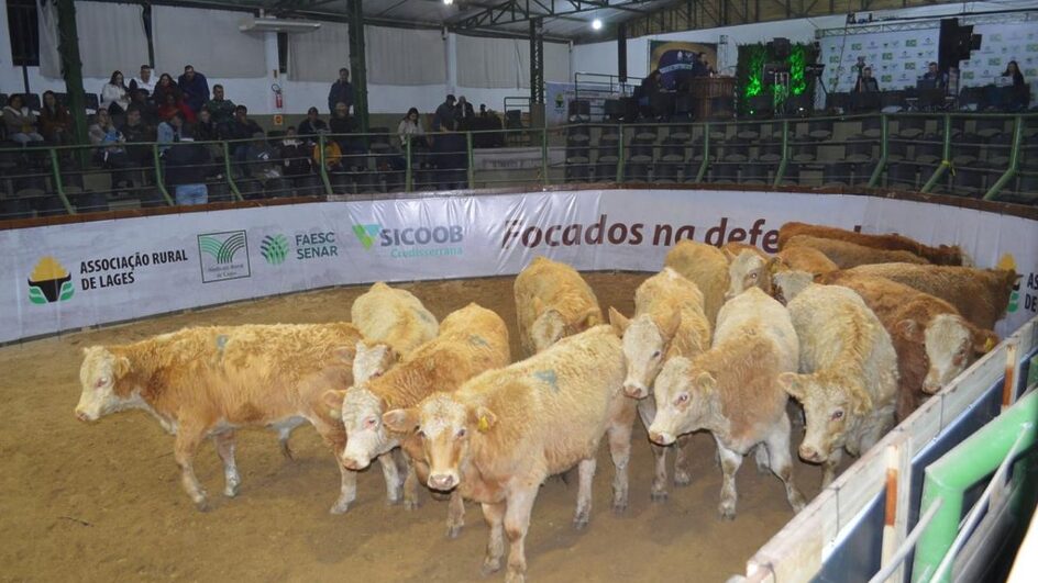 Leilões de gado na Serra Catarinense.