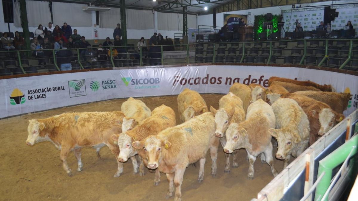 Leilões de gado na Serra Catarinense.