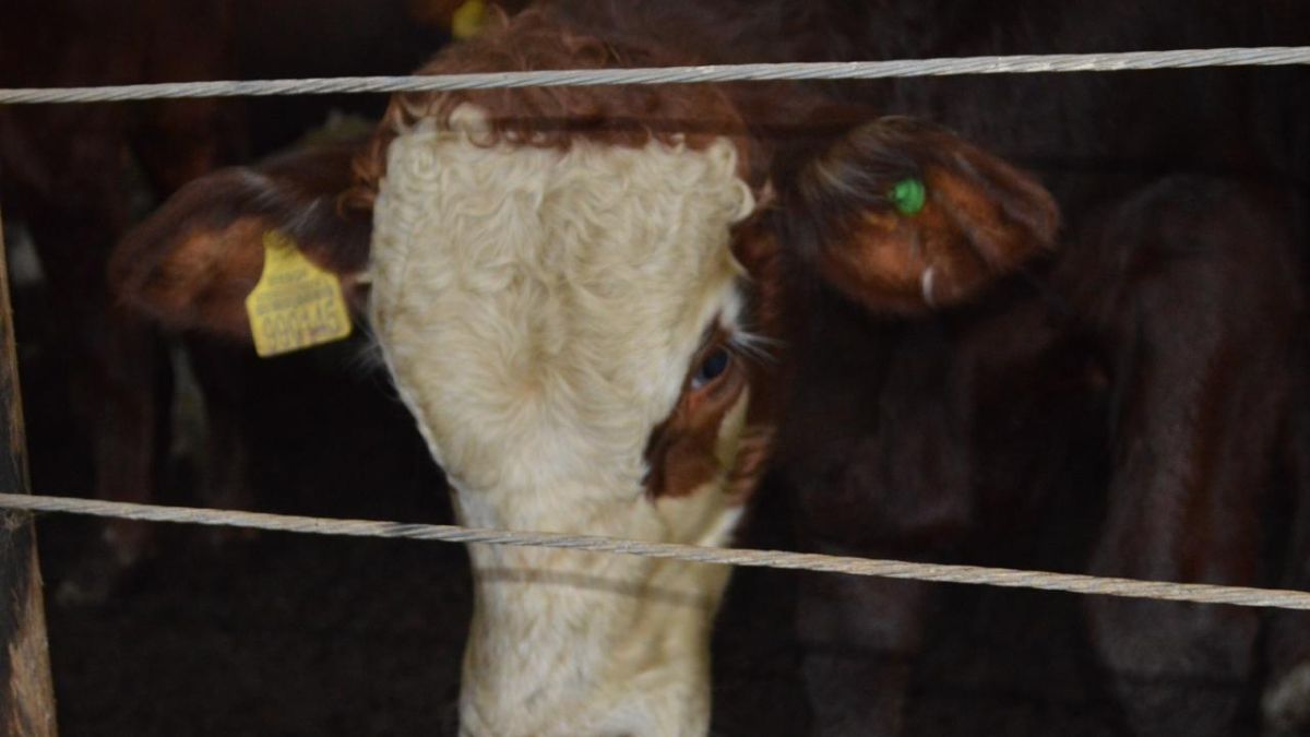 Leilões de gado na Serra Catarinense.