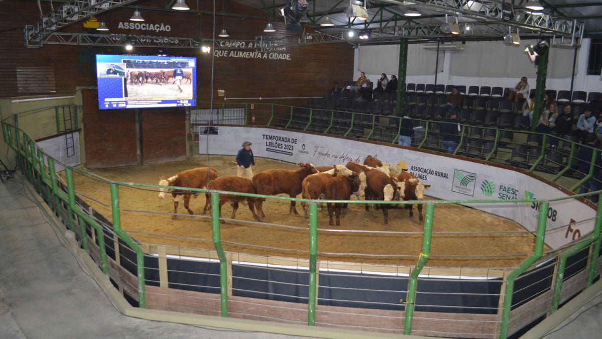 Leilões de gado na Serra Catarinense.
