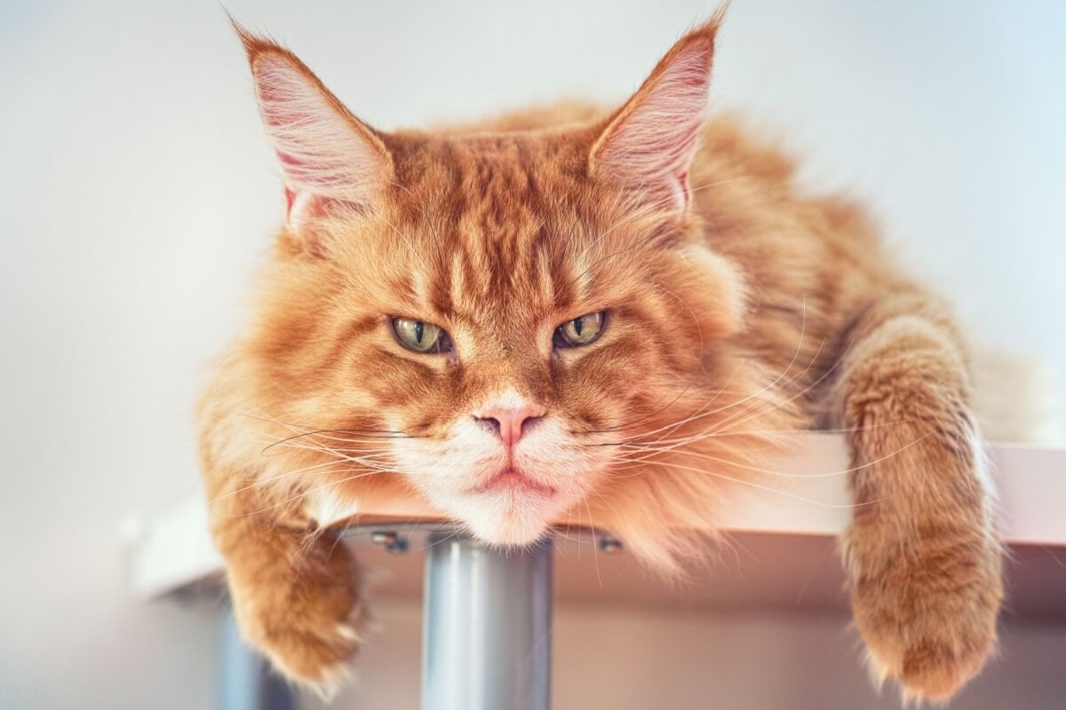 Apesar da aparência imponente, muitas raças de gatos são dóceis e amigáveis (Imagem: StepanPopov | Shutterstock)