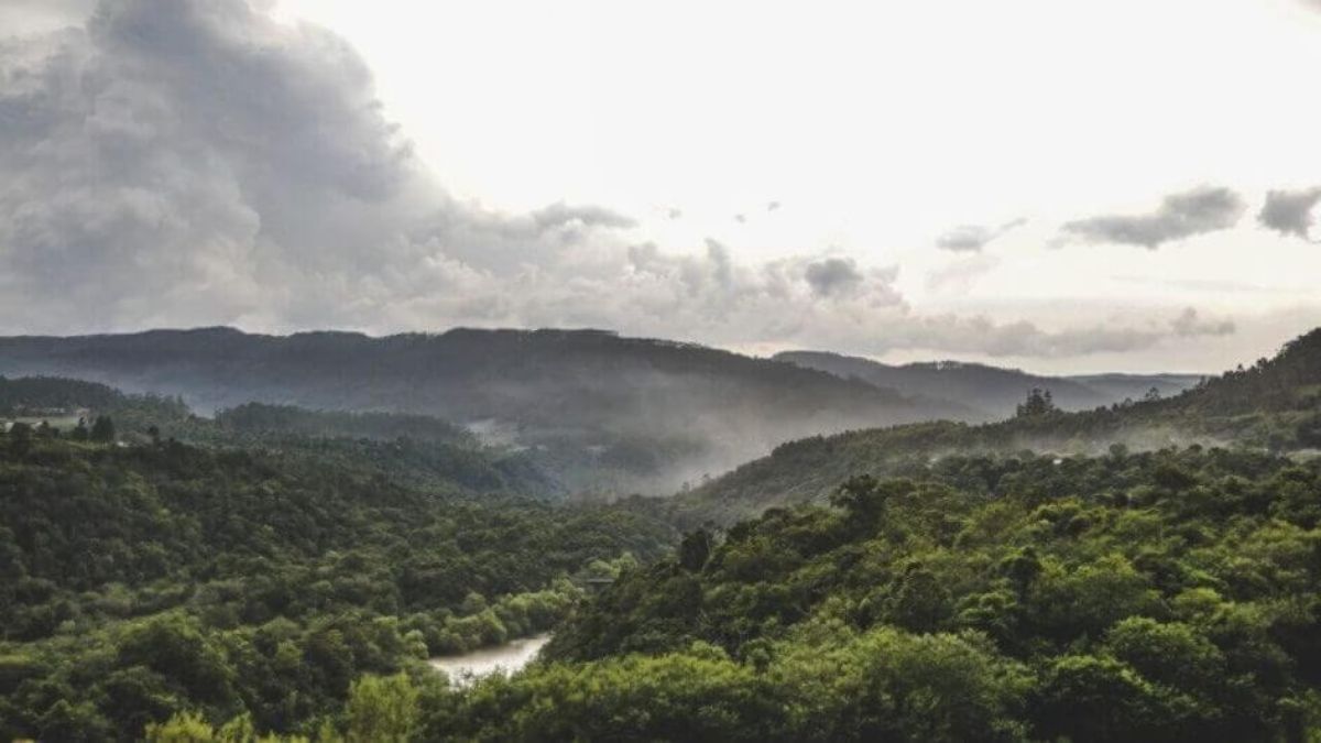 Mata Atlântica é o principal bioma de Santa Catarina.