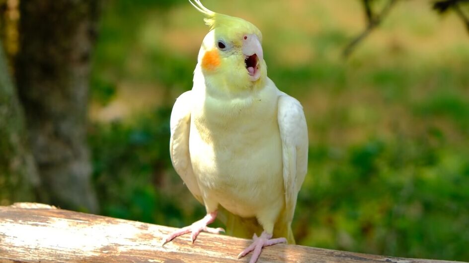 As características únicas dos pássaros cativam os tutores (Imagem: Fastview | Shutterstock)