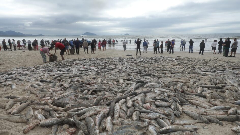Pescadores capturam maior lanço da pesca da tainha da temporada em Florianópolis