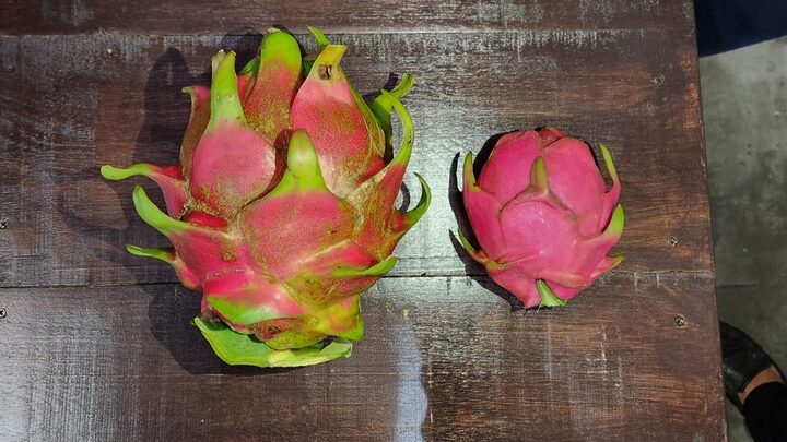 Pitaya gigante é colhida em Santa Catarina.