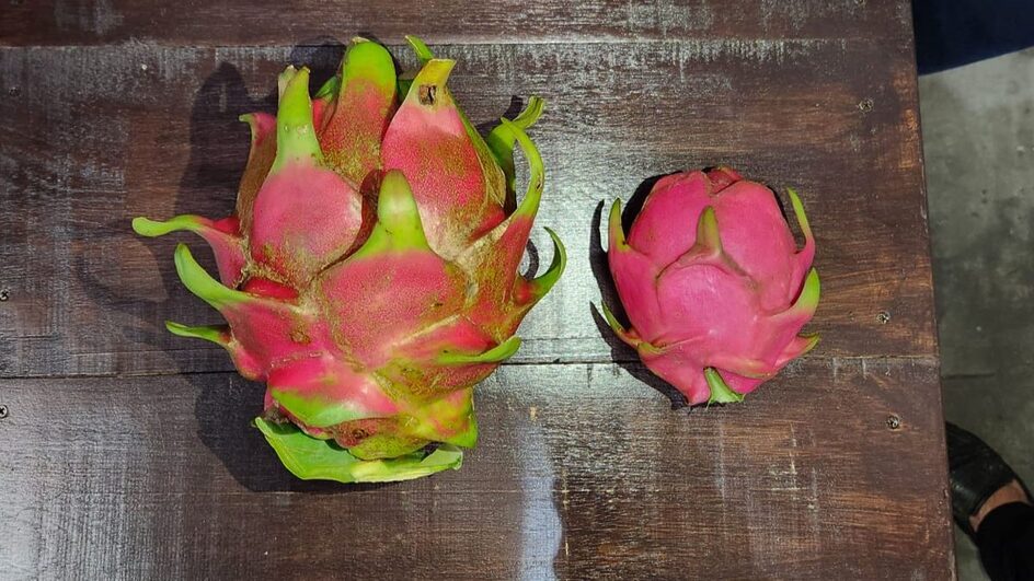 Pitaya gigante é colhida em Santa Catarina.