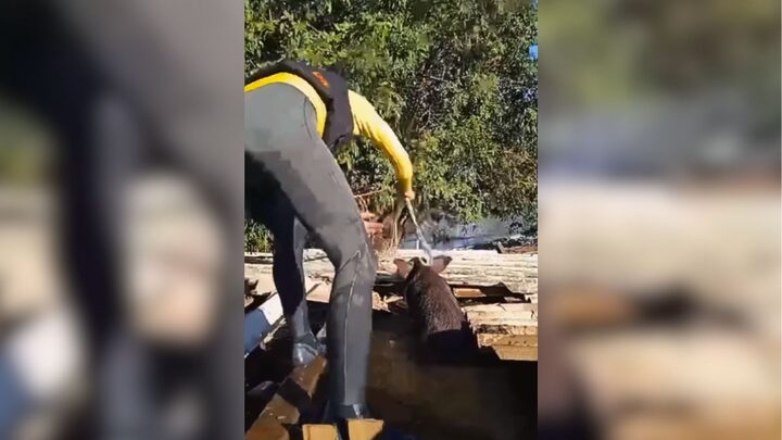 Porca foi resgatada por voluntários quando se apoiava em telhado de curral alagado em Porto Alegre (Foto: Instagram, Reprodução)