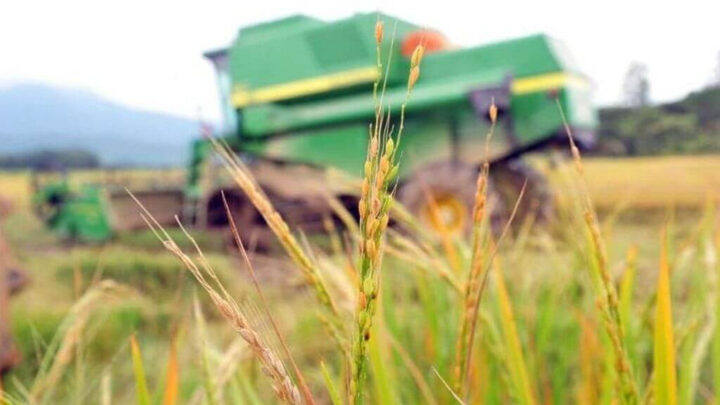 Secretário de SC vê como precipitada isenção de impostos de importação do arroz após chuvas no RS