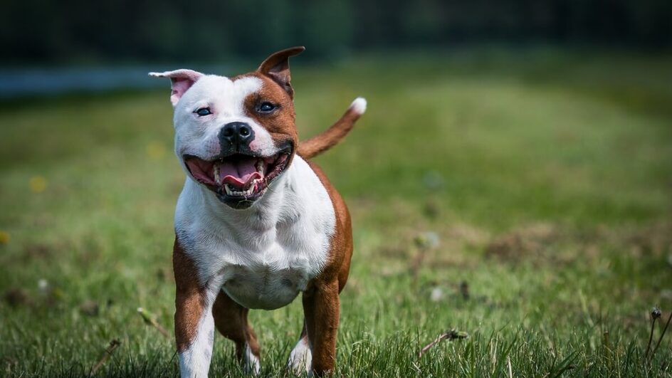 O comportamento dos cachorros é influenciado pelo ambiente de criação (Imagem: Eve Photography | Shutterstock)