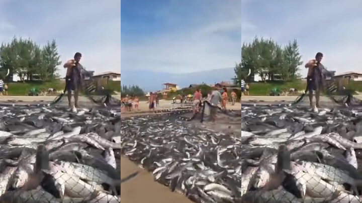 Primeiro dia da safra da tainha tem captura de três toneladas em SC