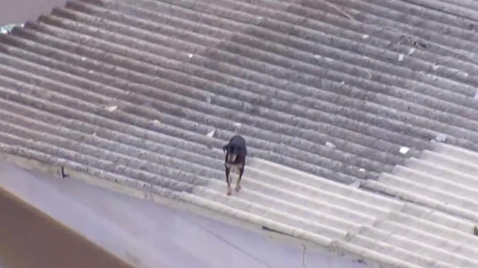 Vídeo flagra cão ilhado que busca se abrigar em telhados durante chuvas no RS