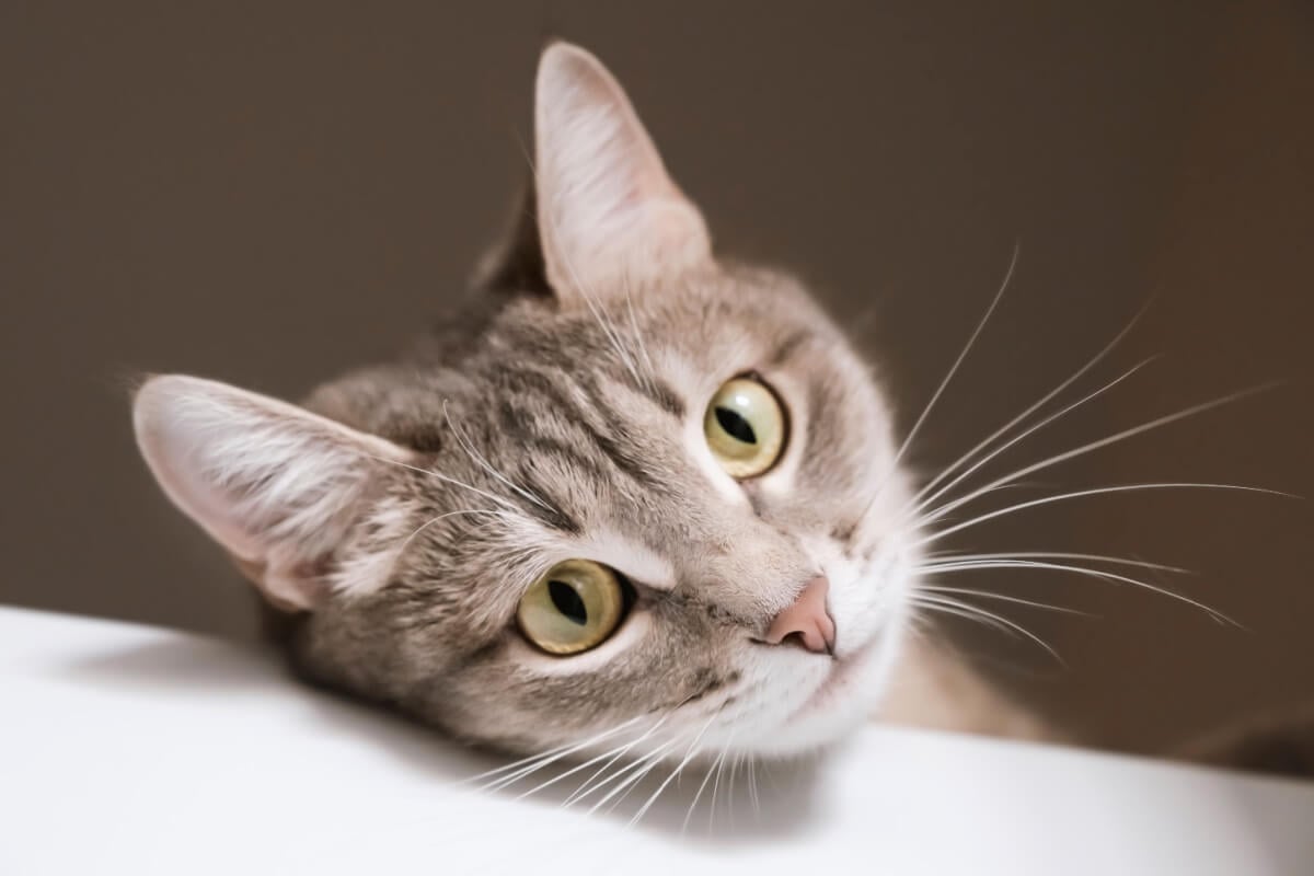 Os bigodes destacam-se como uma das características mais diferentes e funcionais da anatomia de felinos (Imagem: Sozina Kseniia | Shutterstock)