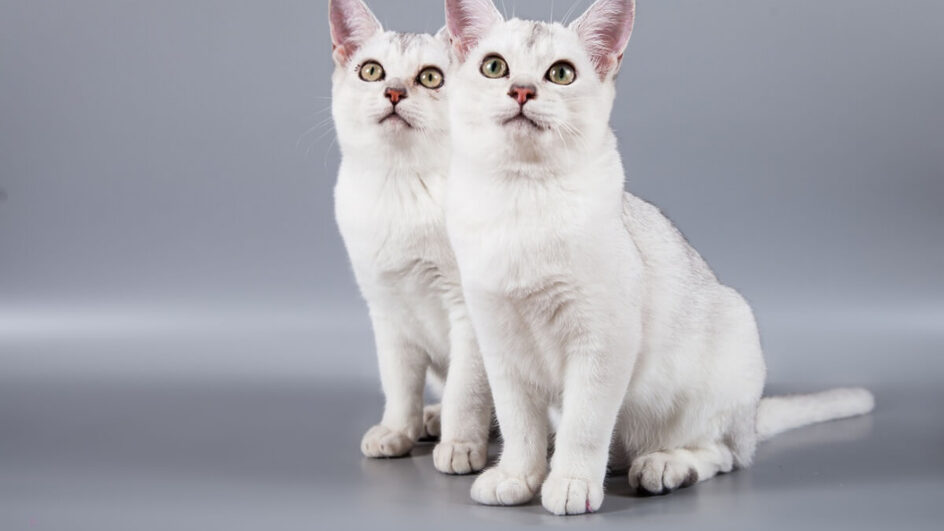 O gato da raça burmilla tem temperamento encantador e personalidade cativante (Imagem: JE Jevgenija | Shutterstock)