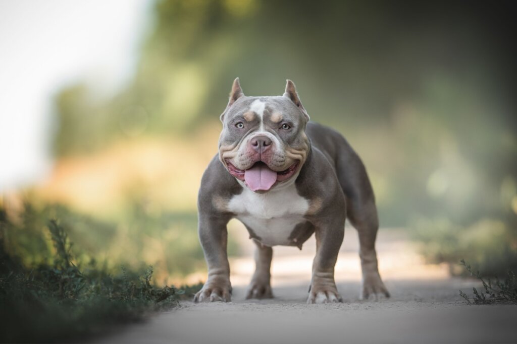 &Eacute; importante cuidar da alimenta&ccedil;&atilde;o do american bully para evitar obesidade (Imagem: Liudmila Bohush | Shutterstock)