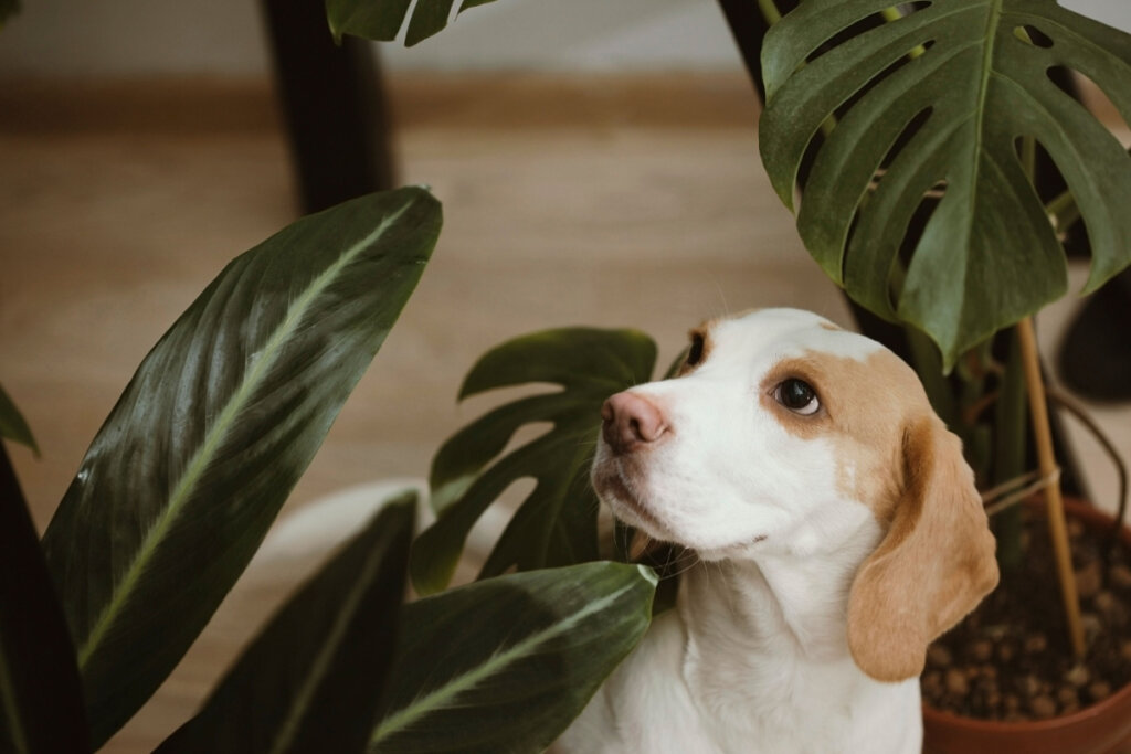 &Eacute; importante escolher cuidadosamente as plantas, garantindo que sejam seguras para os animais (Imagem: Ulrika Merk | Shutterstock)