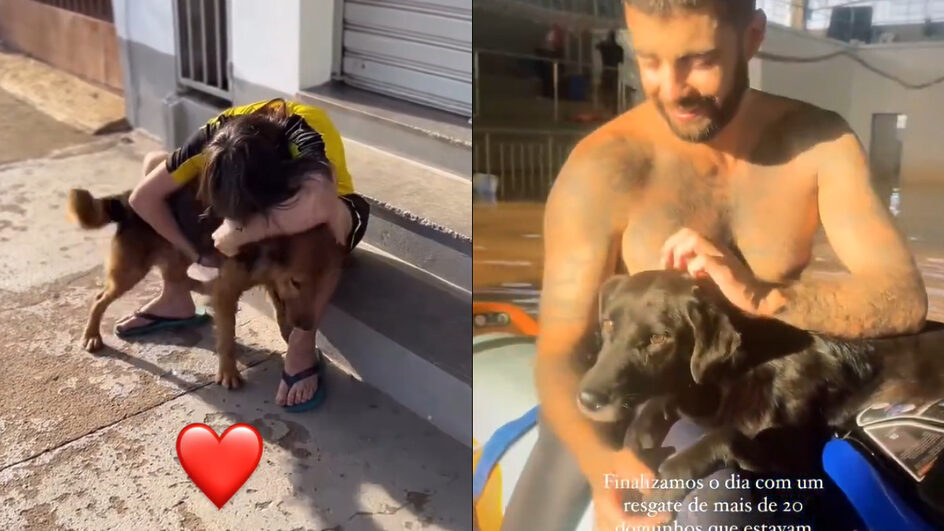 cachorros resgatados no Rio Grande do Sul