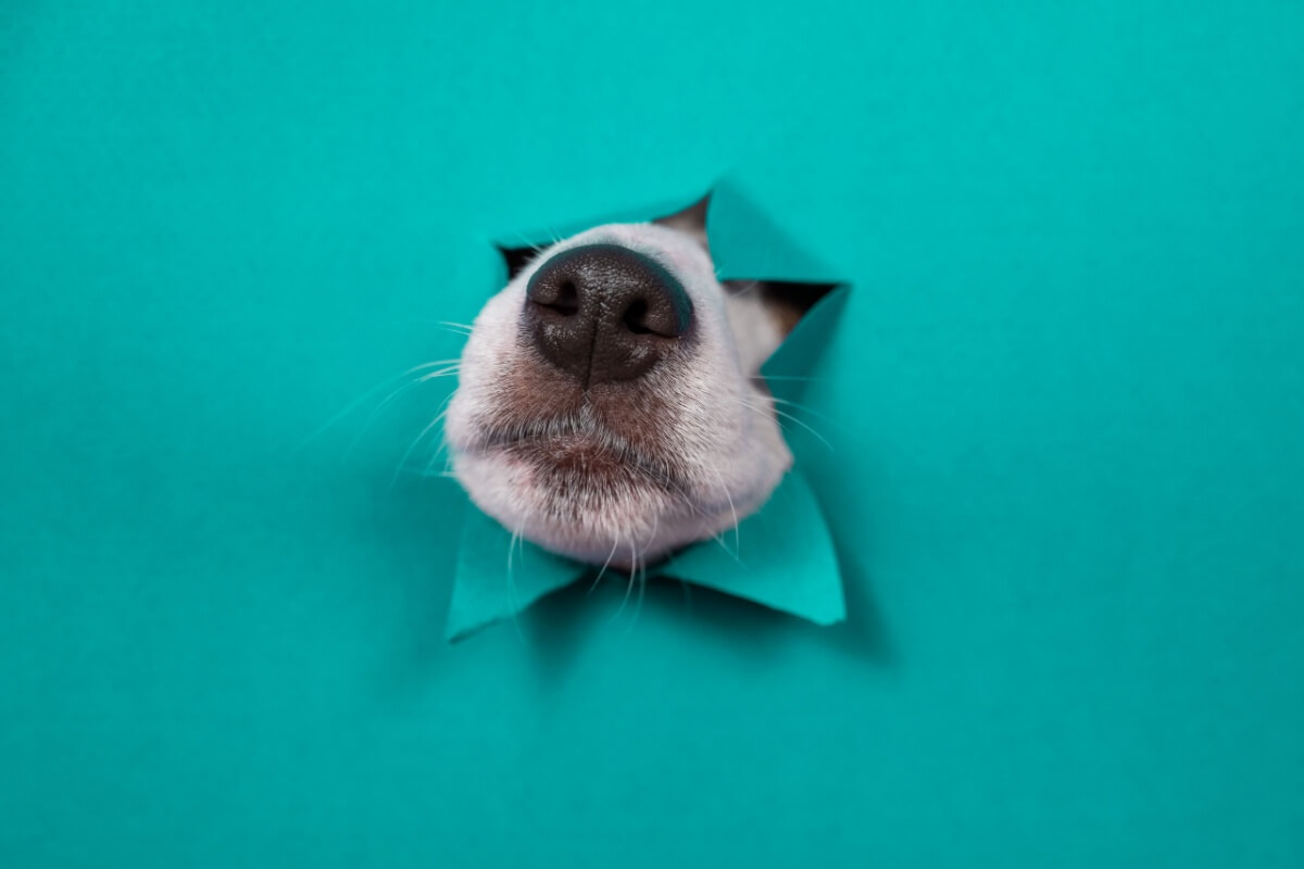 O focinho desempenha funções que vão desde comunicação a regulação térmica (Imagem: Reshetnikov_art | Shutterstock)