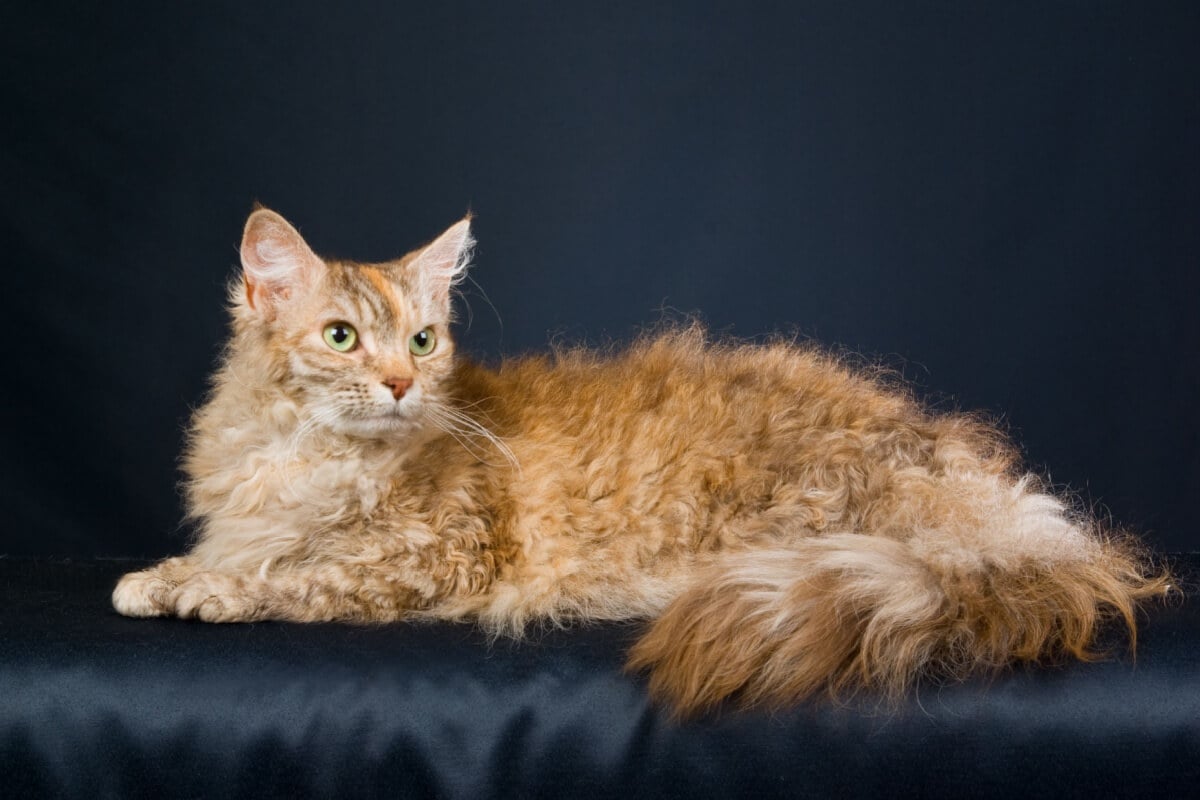 O gato LaPerm encanta com sua pelagem encaracolada (Imagem: Linn Currie | Shutterstock)