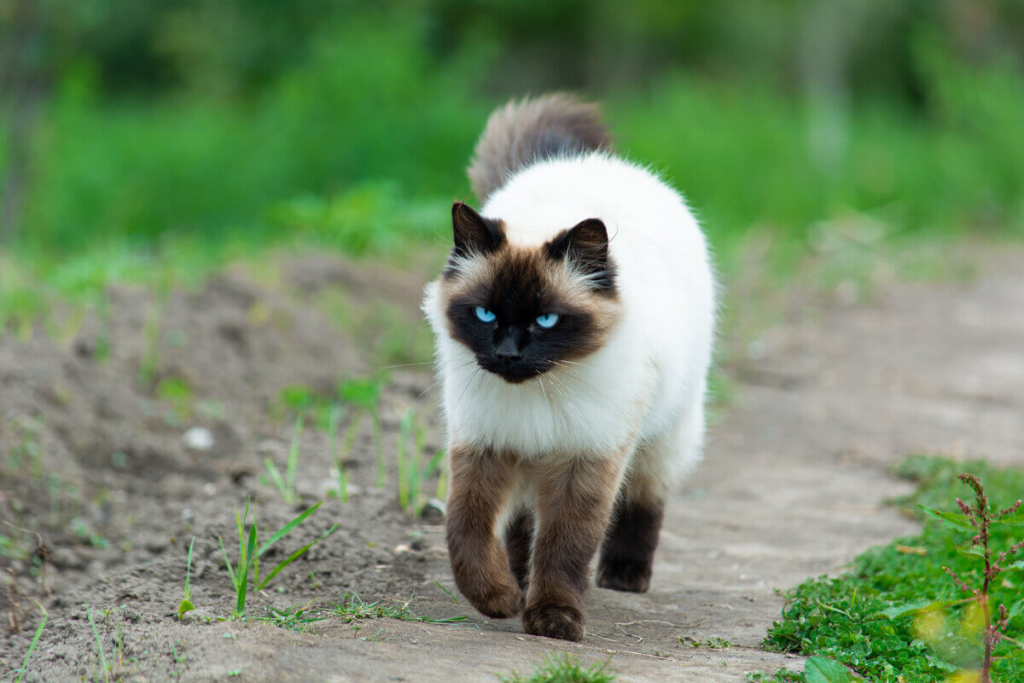 O gato himalaio é dócil e sociável (Imagem: ecuadorplanet | Shutterstock)