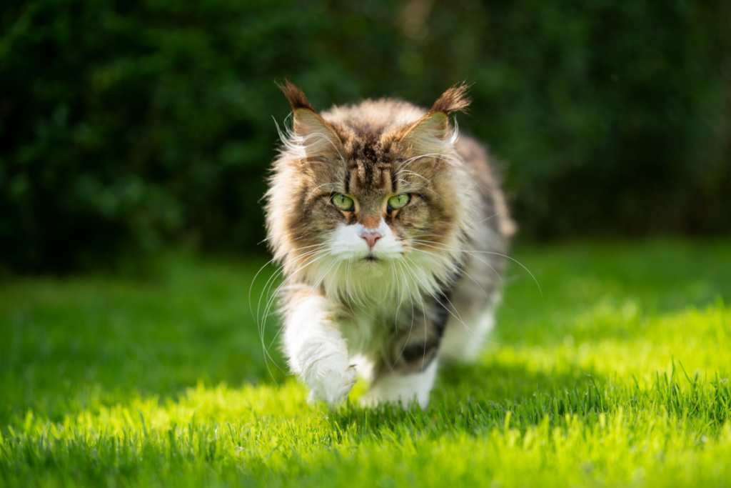 Apesar de sua imponência, o maine coon é amigável (Imagem: Nils Jacobi | ShutterStock)