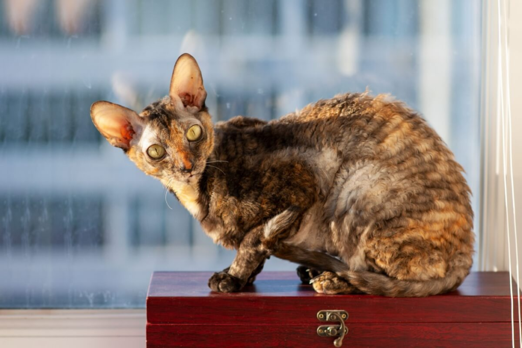 O cornish rex tem feição brava, mas é uma raça carinhosa (Imagem: DonPomidor | Shutterstock)