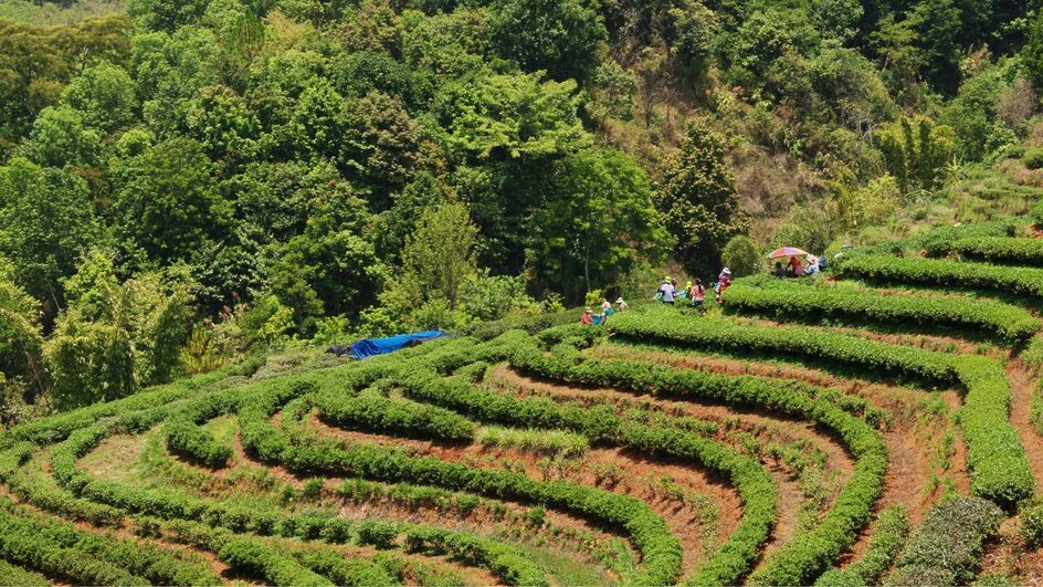 sistema agrofloresta