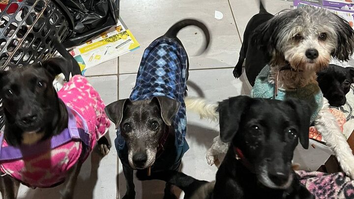 Animais resgatados no abrigo de animais na Ulbra