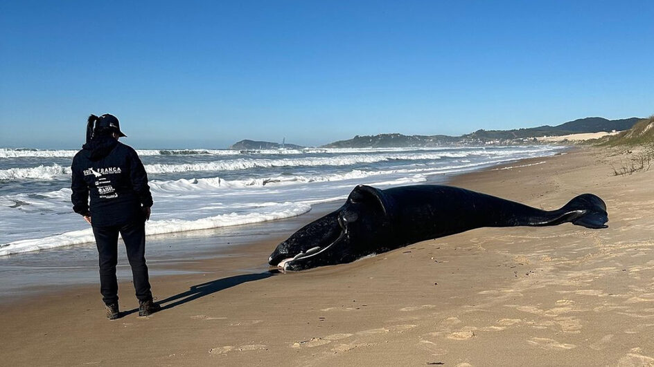 Filhote de baleia que havia sido salvo em SC não encontra a mãe e morre na praia