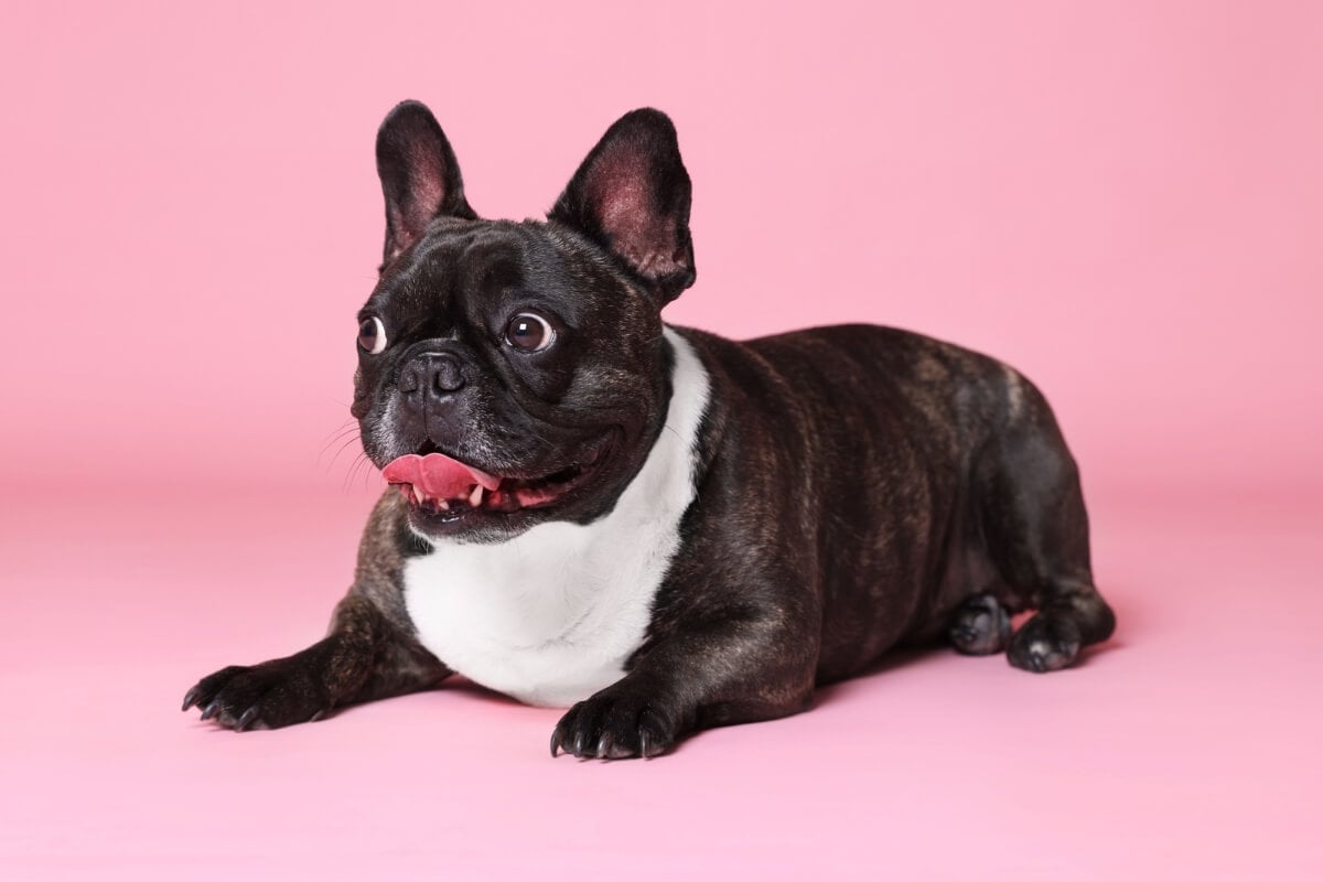 O buldogue francês é um cachorro amigável e afetuoso (Imagem: New Africa | Shutterstock)