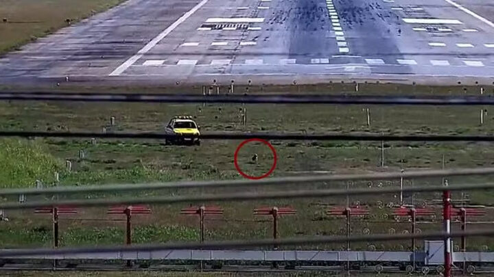 Cachorro invade pista de aeroporto e mobiliza equipes por mais de 40 minutos