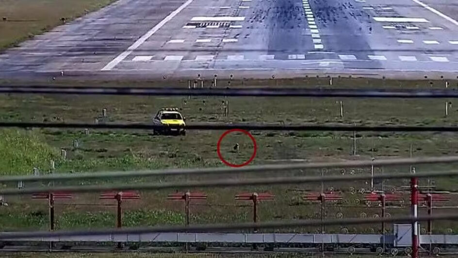 Cachorro invade pista de aeroporto e mobiliza equipes por mais de 40 minutos