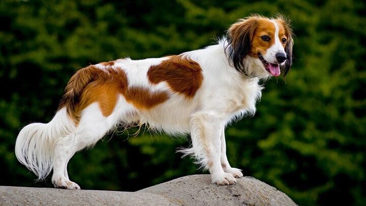 Algumas raças de cachorro são pouco conhecidas, mas muito interessantes (Imagem: Jitka Cernohorska | Shutterstock)
