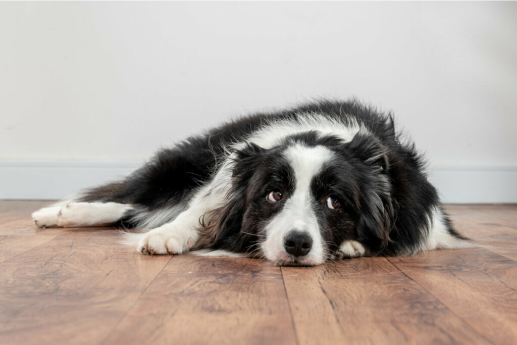 O cachorro pode se sentir desmotivado quando está entediado e ficar deitado por longos períodos (Imagem: Elayne Massaini | Shutterstock)