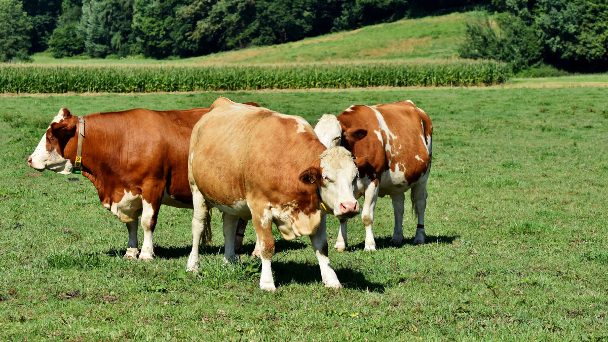 Caso de raiva bovina é confirmada em município do Extremo-Oeste de SC