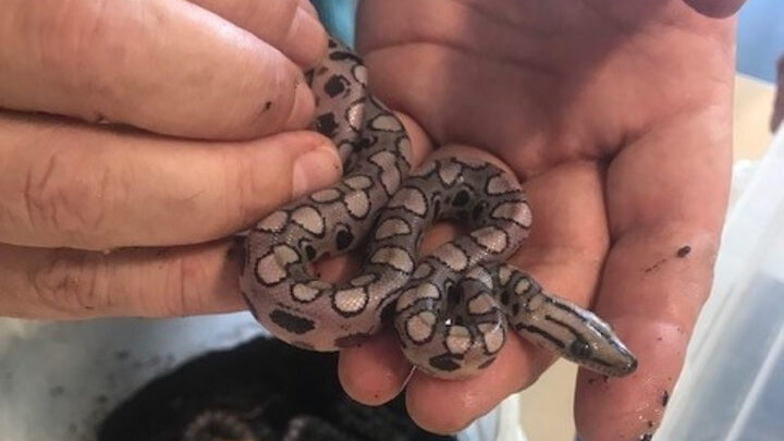Cobra "Ronaldo" dá à luz mesmo vivendo nove anos em total isolamento