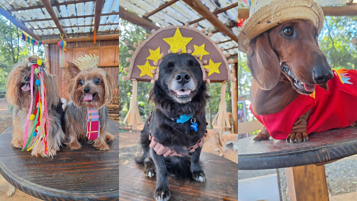 Creche para cães em SC cria concurso de fantasias juninas e encanta internet