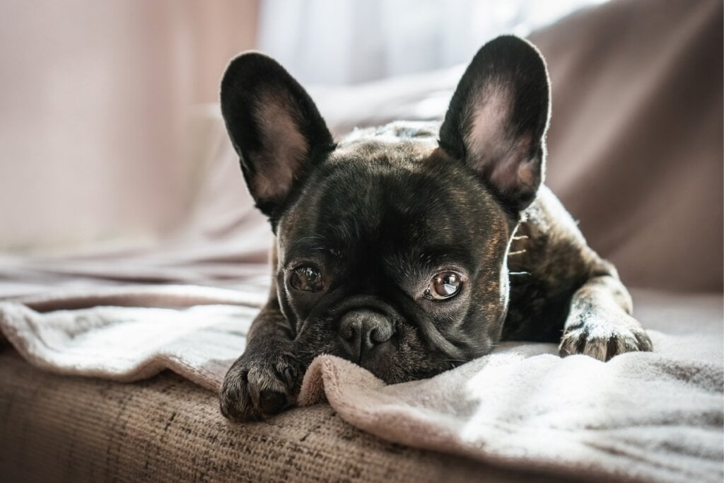 A sa&uacute;de do buldogue franc&ecirc;s precisa de aten&ccedil;&atilde;o devido &agrave; tend&ecirc;ncia a desenvolver problemas respirat&oacute;rios (Imagem: Yuliia Kyrylius | Shutterstock)