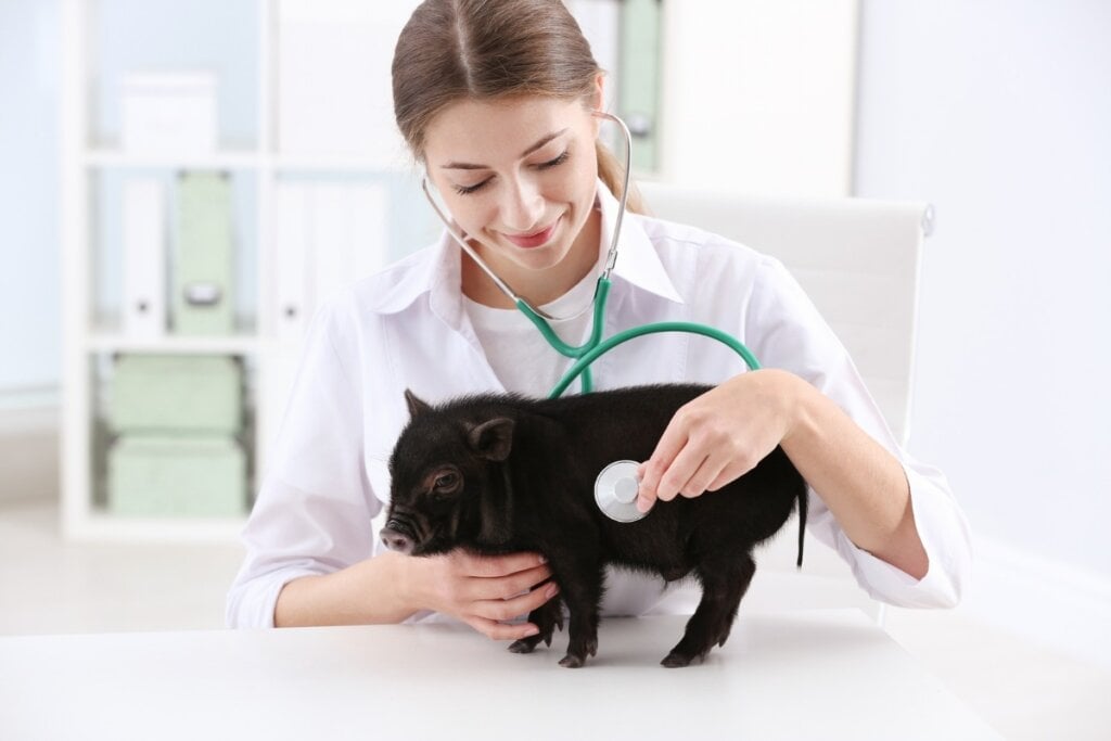 O miniporco também precisa de cuidados veterinários, pois requer vacinação e vermifugação (Imagem: New Africa | Shutterstock)