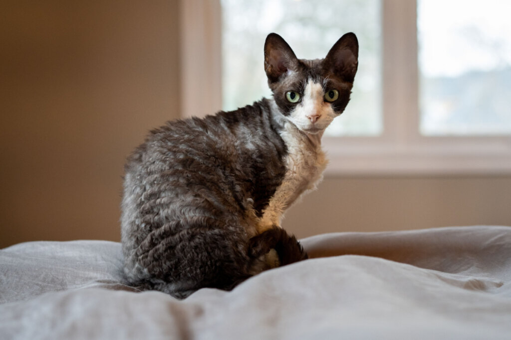 O devon rex é animado, amoroso e adora a companhia dos tutores (Imagem: Heather Raithby Doyle | Shutterstock)