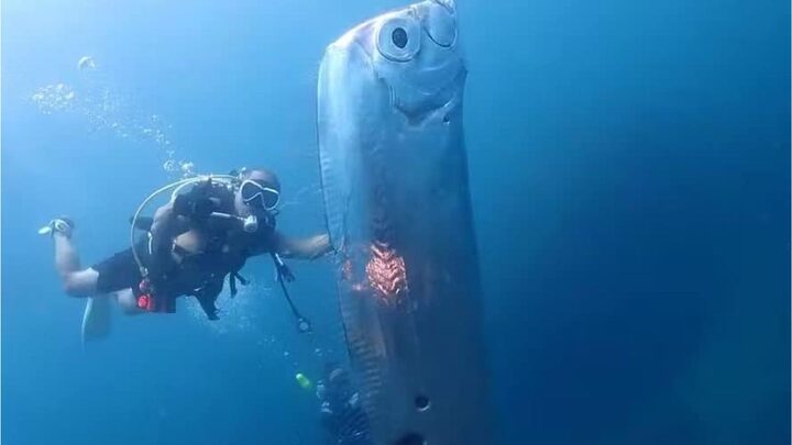 Entenda por que peixe gigante visto no México é conhecido por prever terremotos (1)