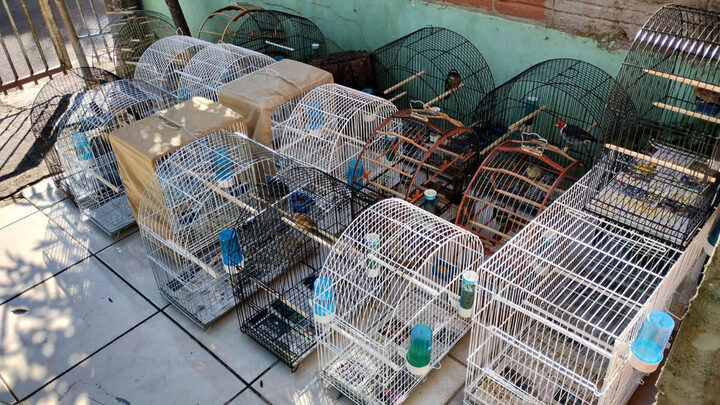FOTOS Polícia Ambiental apreende 28 aves mantidas em cativeiro em Chapecó (11)