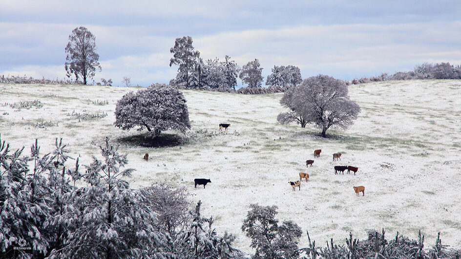 FOTOS Relembre neves históricas em cidades de SC e cenários congelados