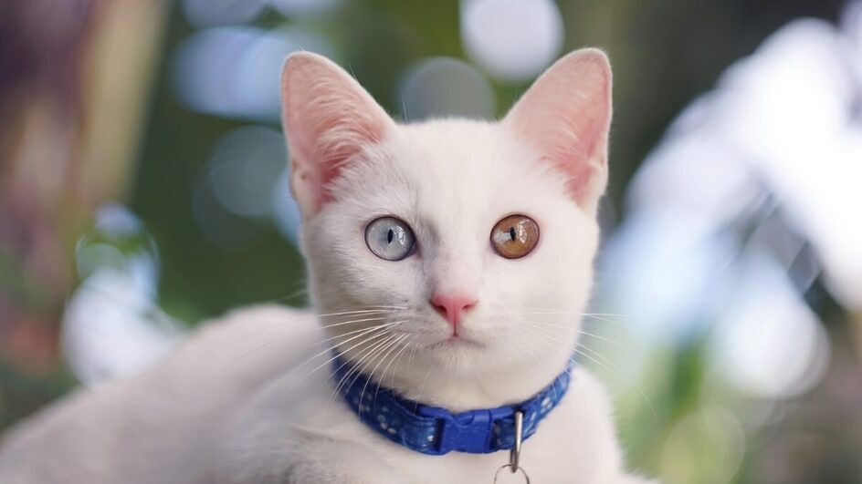 Gatos da raça khao manee se destacam por sua pelagem branca e olhos que podem variar entre azul, verde e dourado (Imagem: bamgraphy | Shutterstock)