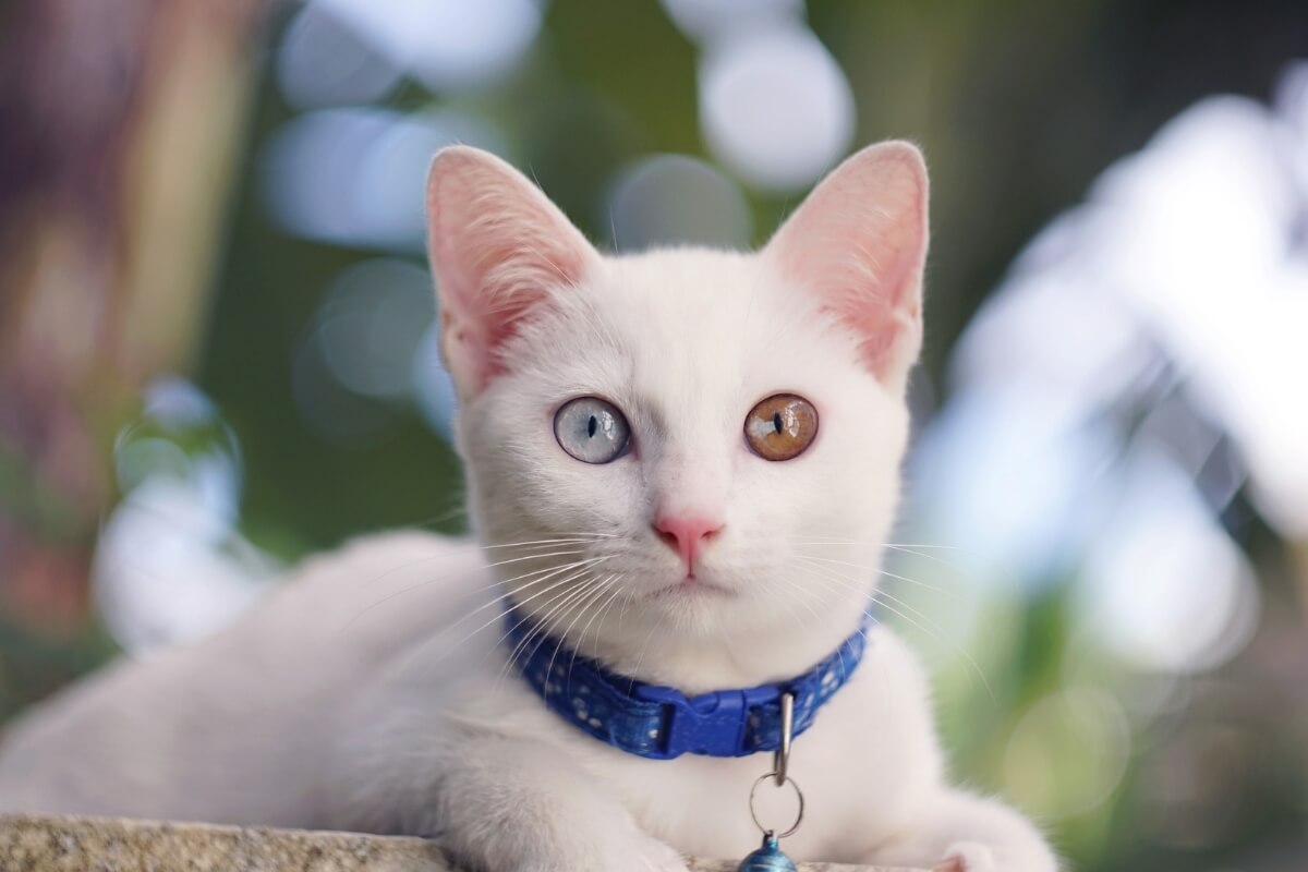 Gatos da raça khao manee se destacam por sua pelagem branca e olhos que podem variar entre azul, verde e dourado (Imagem: bamgraphy | Shutterstock)
