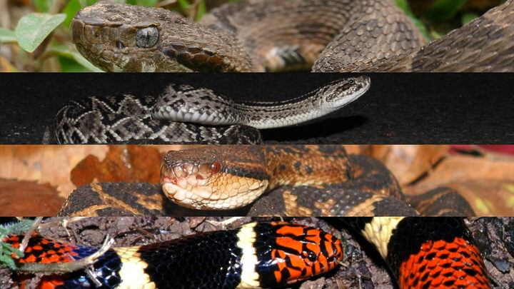Cobras mais venenosas do Brasil