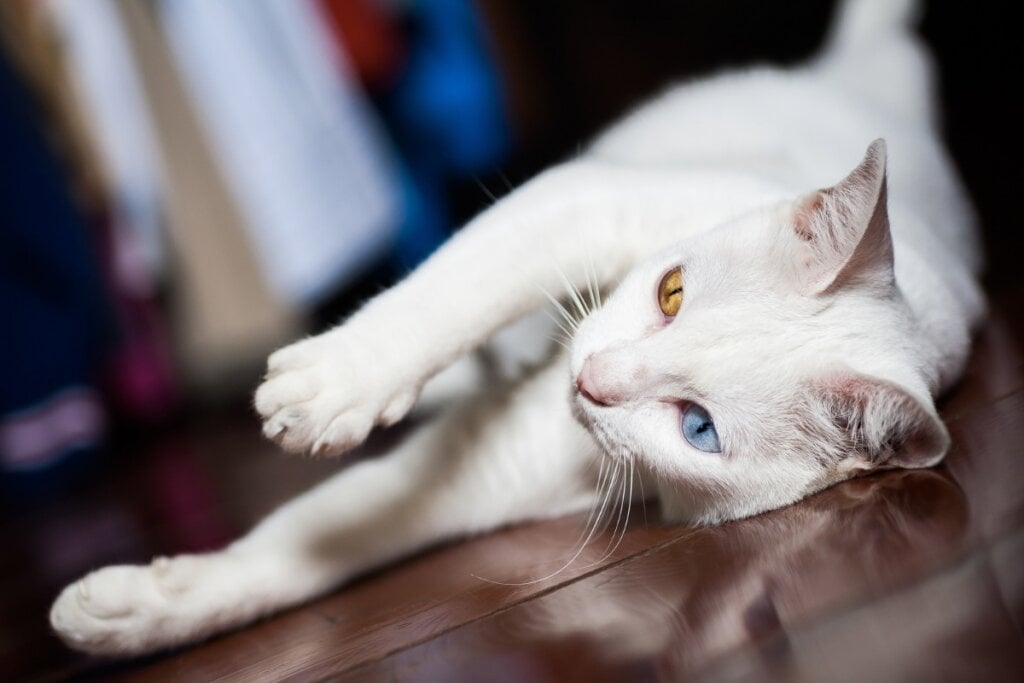 A raça khao manee costuma apresentar problemas de audição (Imagem: Landscapemania | Shutterstock)