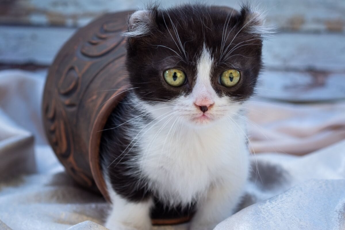 Gatos pequenos chamam atenção por sua delicadeza e charme (Imagem: UW.ART | Shutterstock)